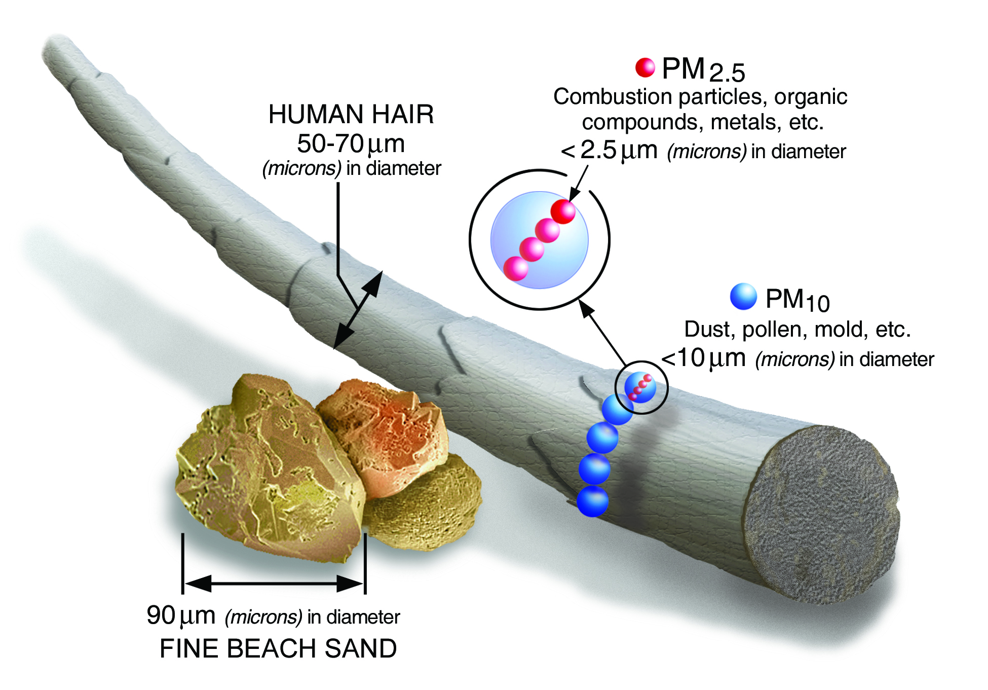 Particulate matter sizes (PM2.5 and PM10)